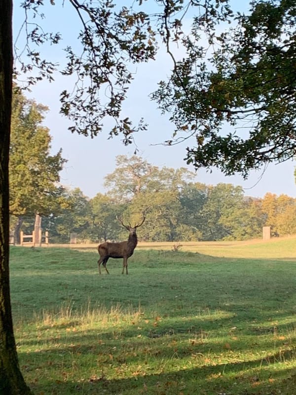 The Long Walk & Deer Park