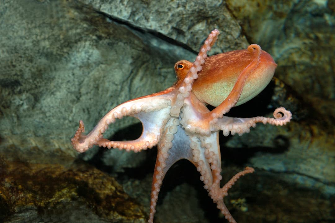 Animal Crossing: New Horizons - image 1